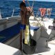 65- Trop lourd le mahi-mahi 